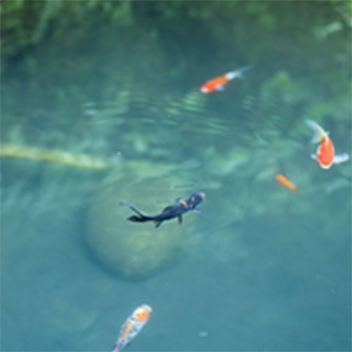 池に鯉が泳いでいる