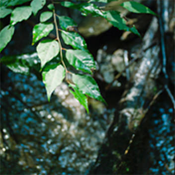 水が滴る木の葉