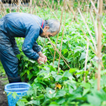 おじいさんが畑の手入れをしている